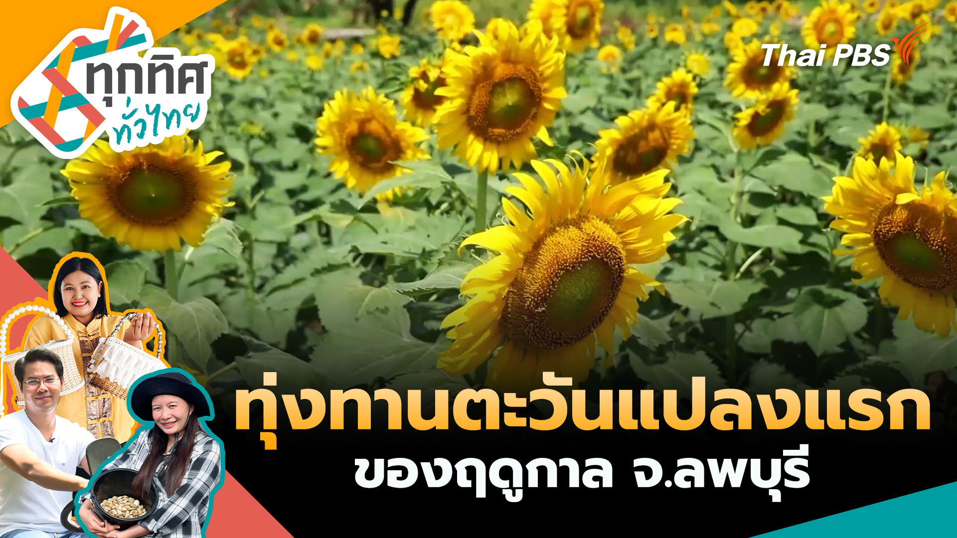 ทุ่งทานตะวันแปลงแรกของฤดูกาล จ.ลพบุรี