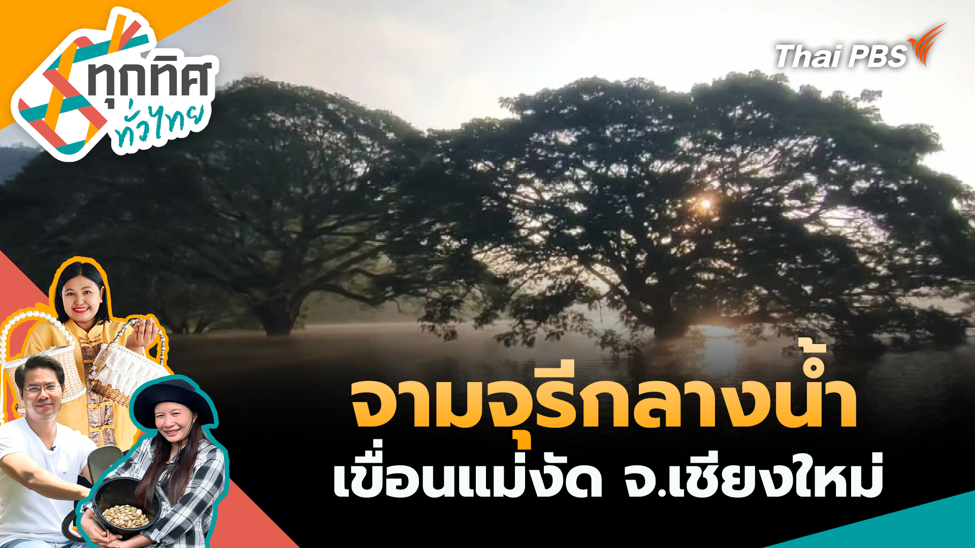 จามจุรีกลางน้ำเขื่อนแม่งัด จ.เชียงใหม่