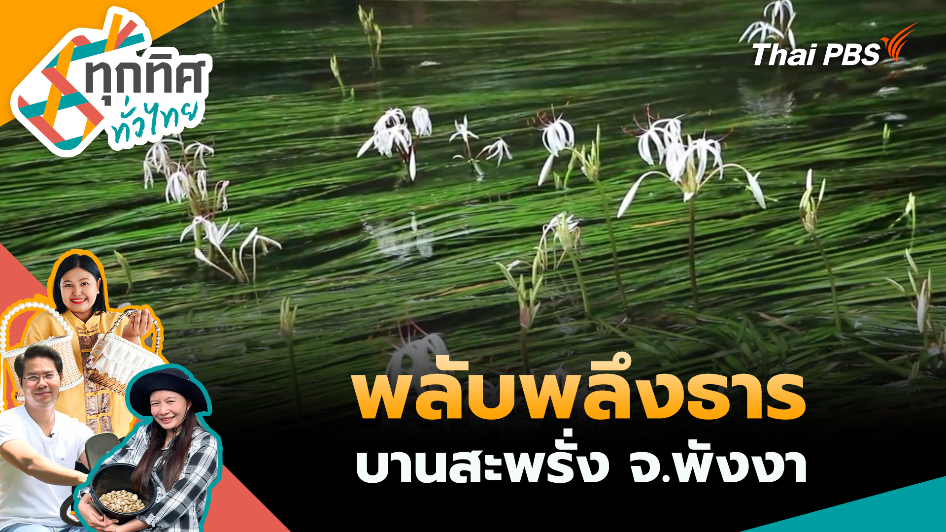พลับพลึงธารบานสะพรั่ง จ.พังงา