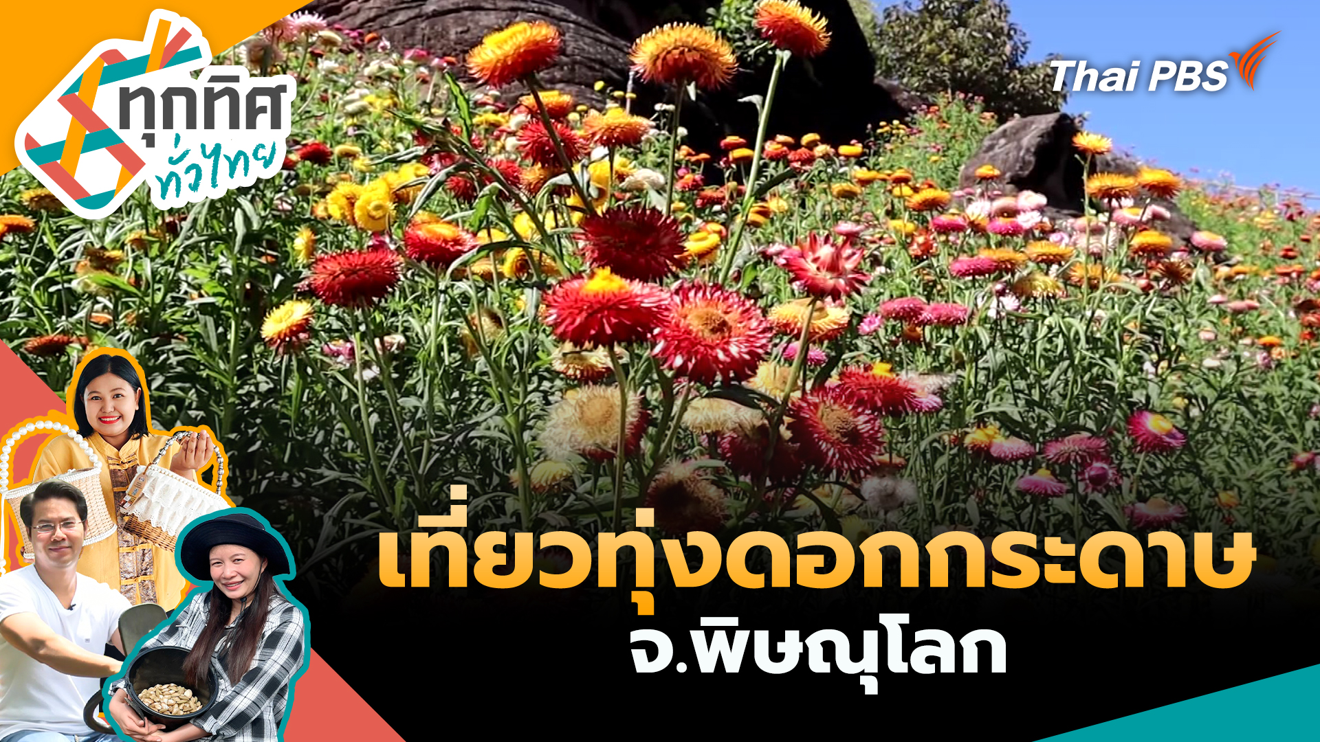  เที่ยวทุ่งดอกกระดาษ จ.พิษณุโลก