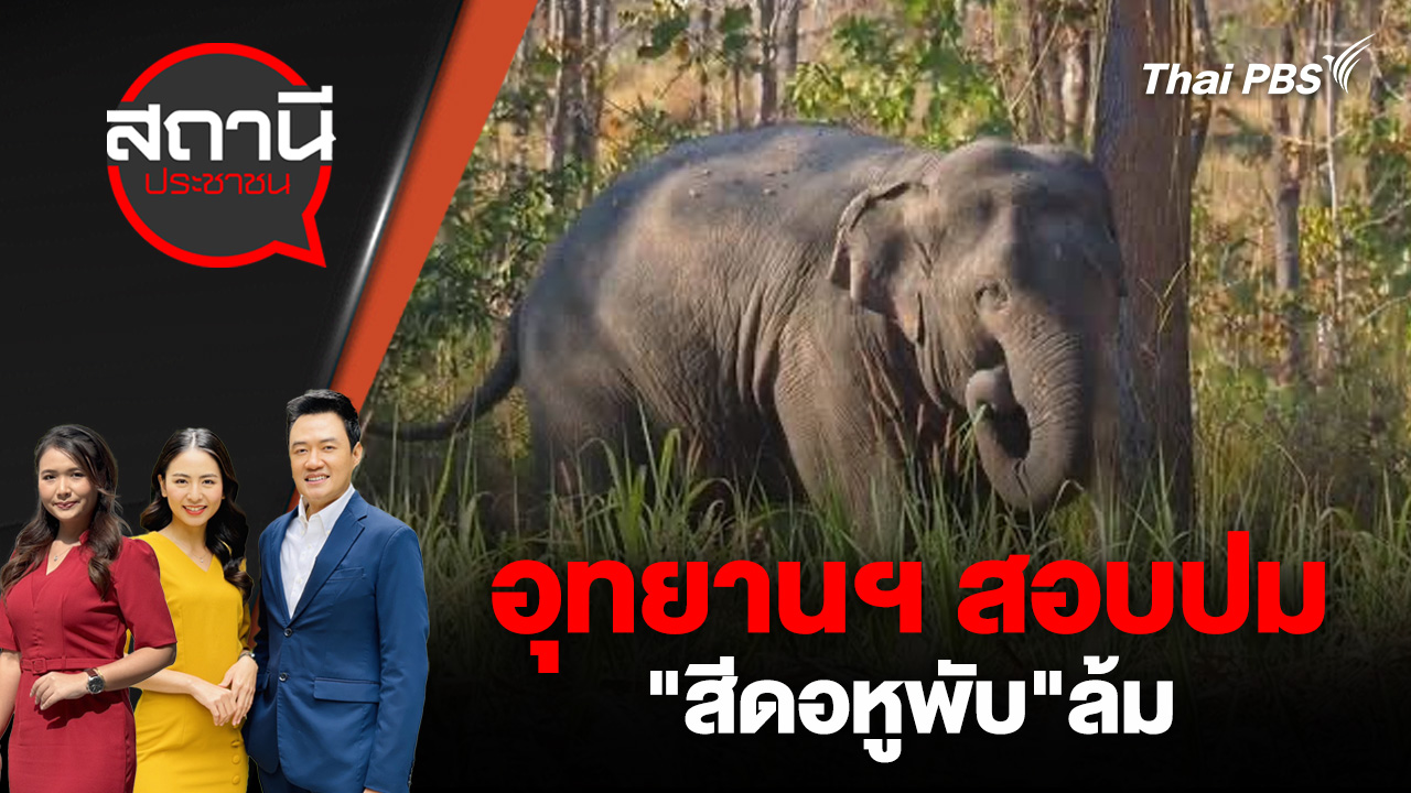 อุทยานฯ สอบปม "สีดอหูพับ"ล้ม