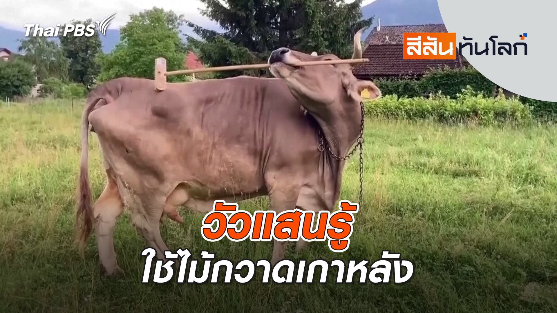 วัวแสนรู้ใช้ไม้กวาดเกาหลัง | 25 ม.ค. 69