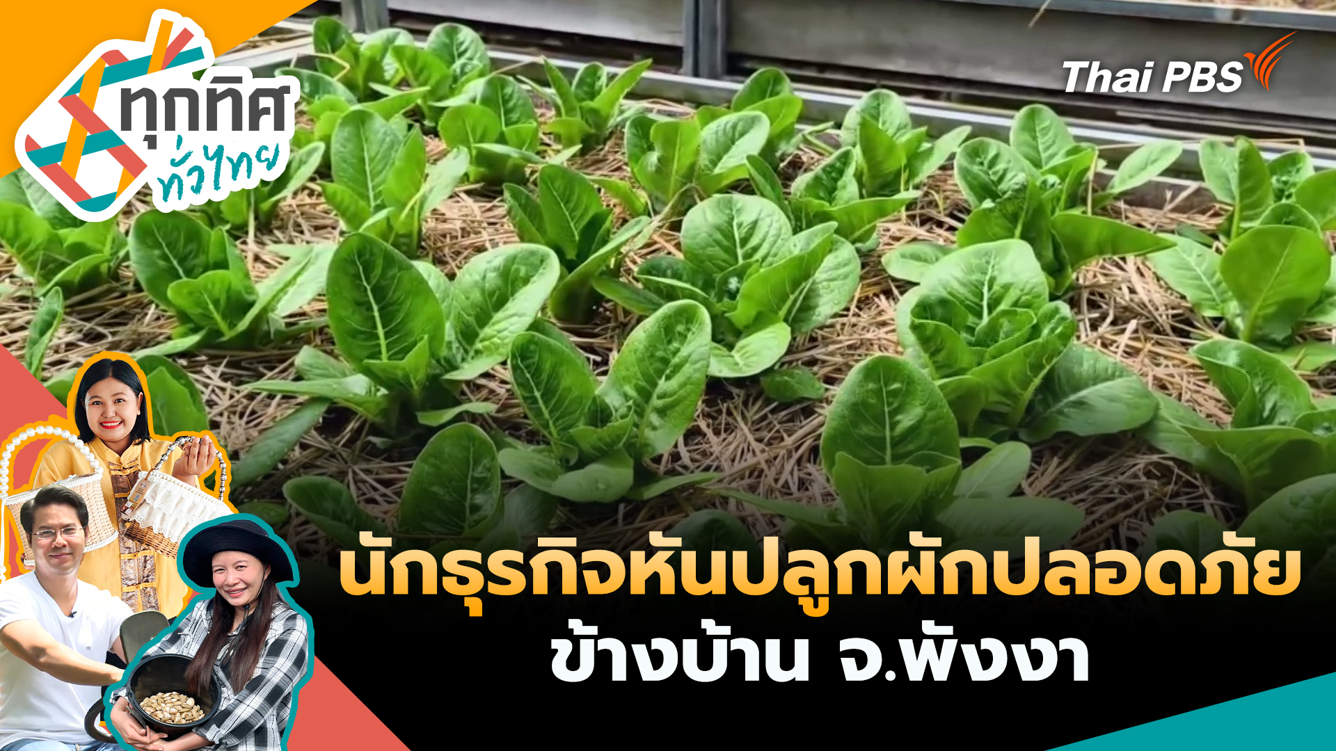 นักธุรกิจหันปลูกผักปลอดภัยข้างบ้าน จ.พังงา