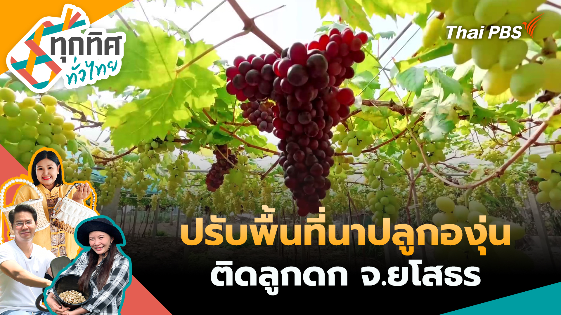 ปรับพื้นที่นาปลูกองุ่นติดลูกดก จ.ยโสธร