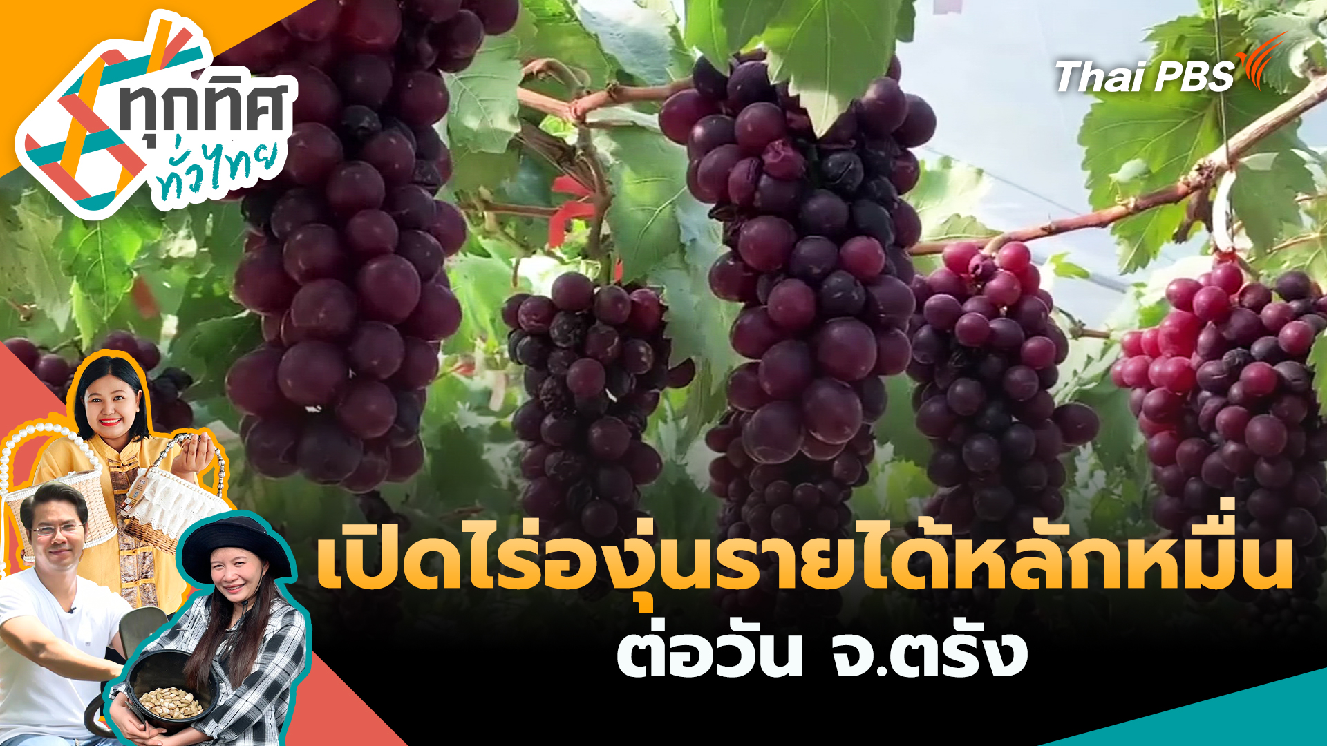 เปิดไร่องุ่นรายได้หลักหมื่นต่อวัน จ.ตรัง