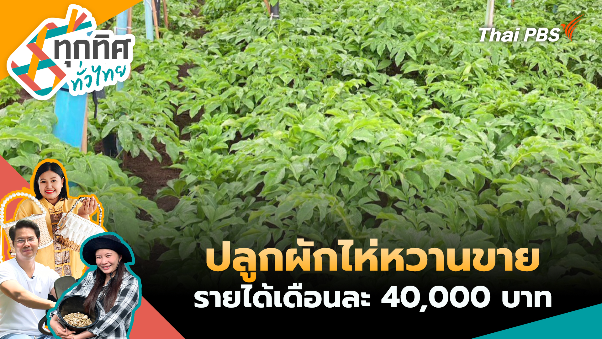 ปลูกผักไห่หวานขายรายได้เดือนละ 40,000 บาท 