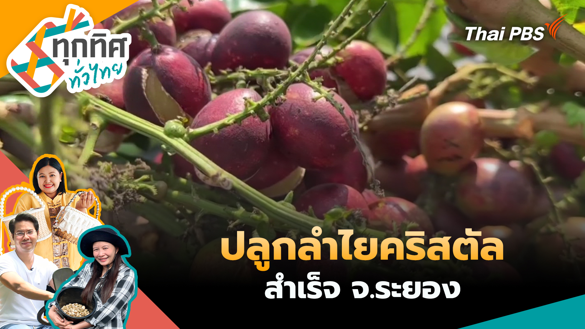 ปลูกลำไยคริสตัลสำเร็จ จ.ระยอง