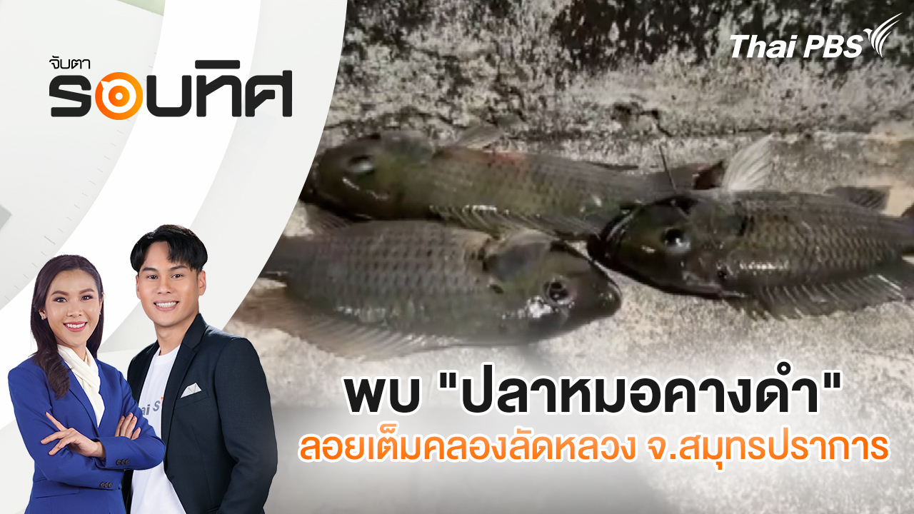 พบ "ปลาหมอคางดำ" ลอยเต็มคลองลัดหลวง จ.สมุทรปราการ