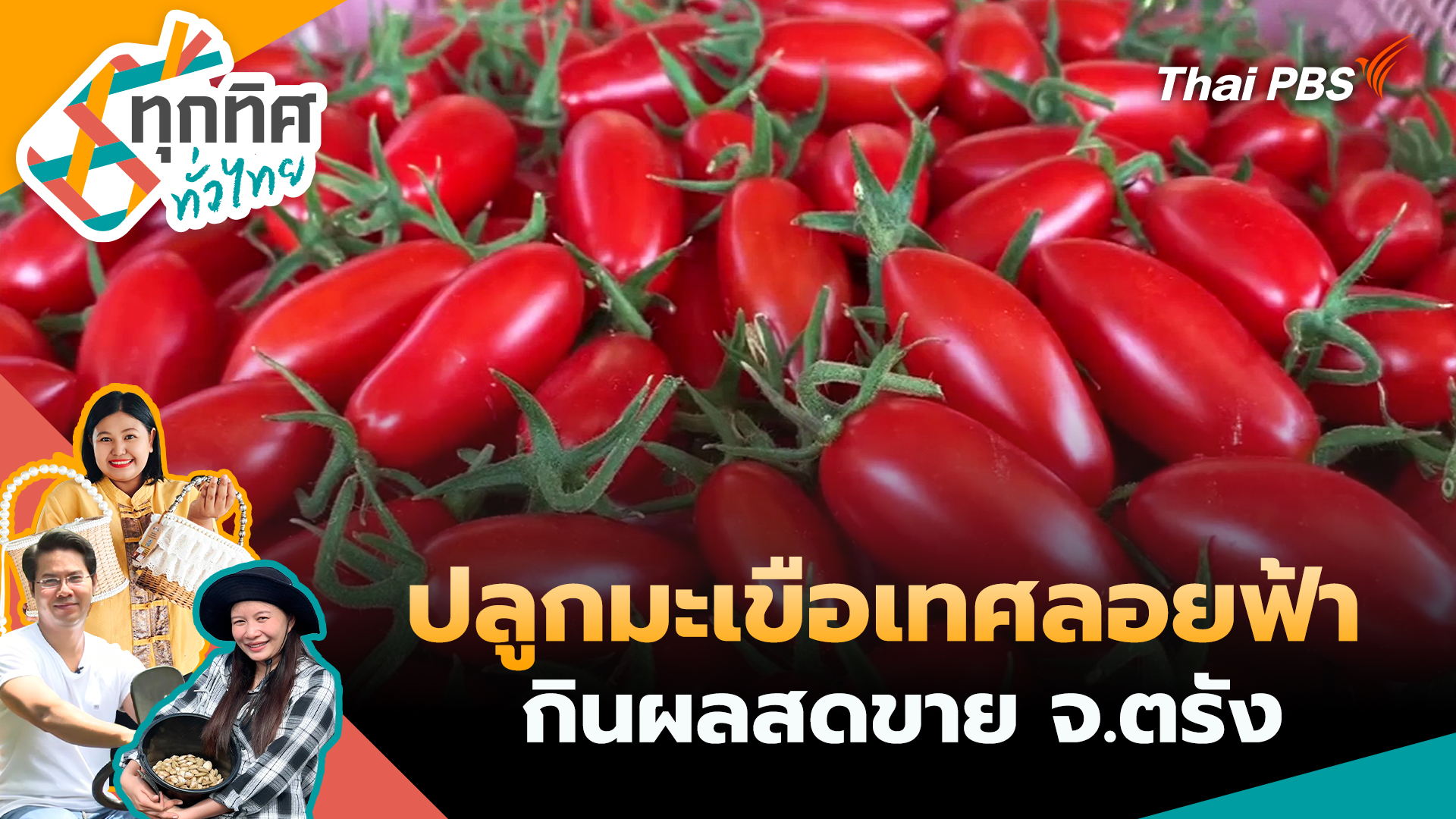 ปลูกมะเขือเทศลอยฟ้ากินผลสดขาย จ.ตรัง