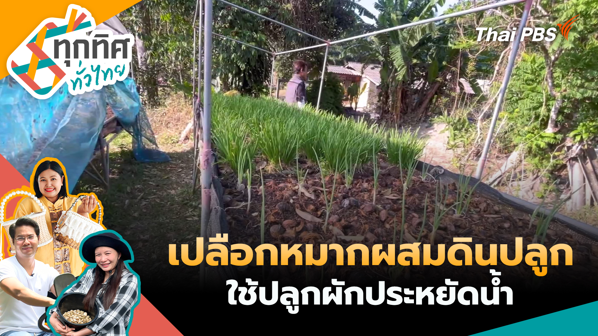 เปลือกหมากผสมดินปลูกใช้ปลูกผักประหยัดน้ำ