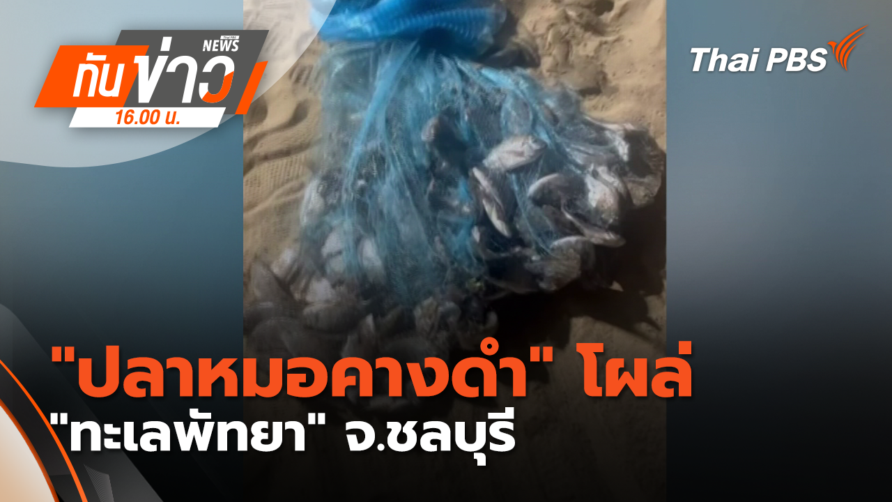 "ปลาหมอคางดำ" โผล่ "ทะเลพัทยา" จ.ชลบุรี