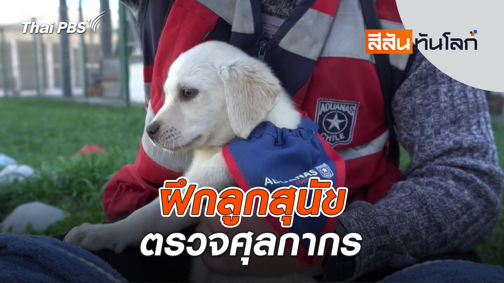 ฝึกลูกสุนัขตรวจศุลกากรชิลี