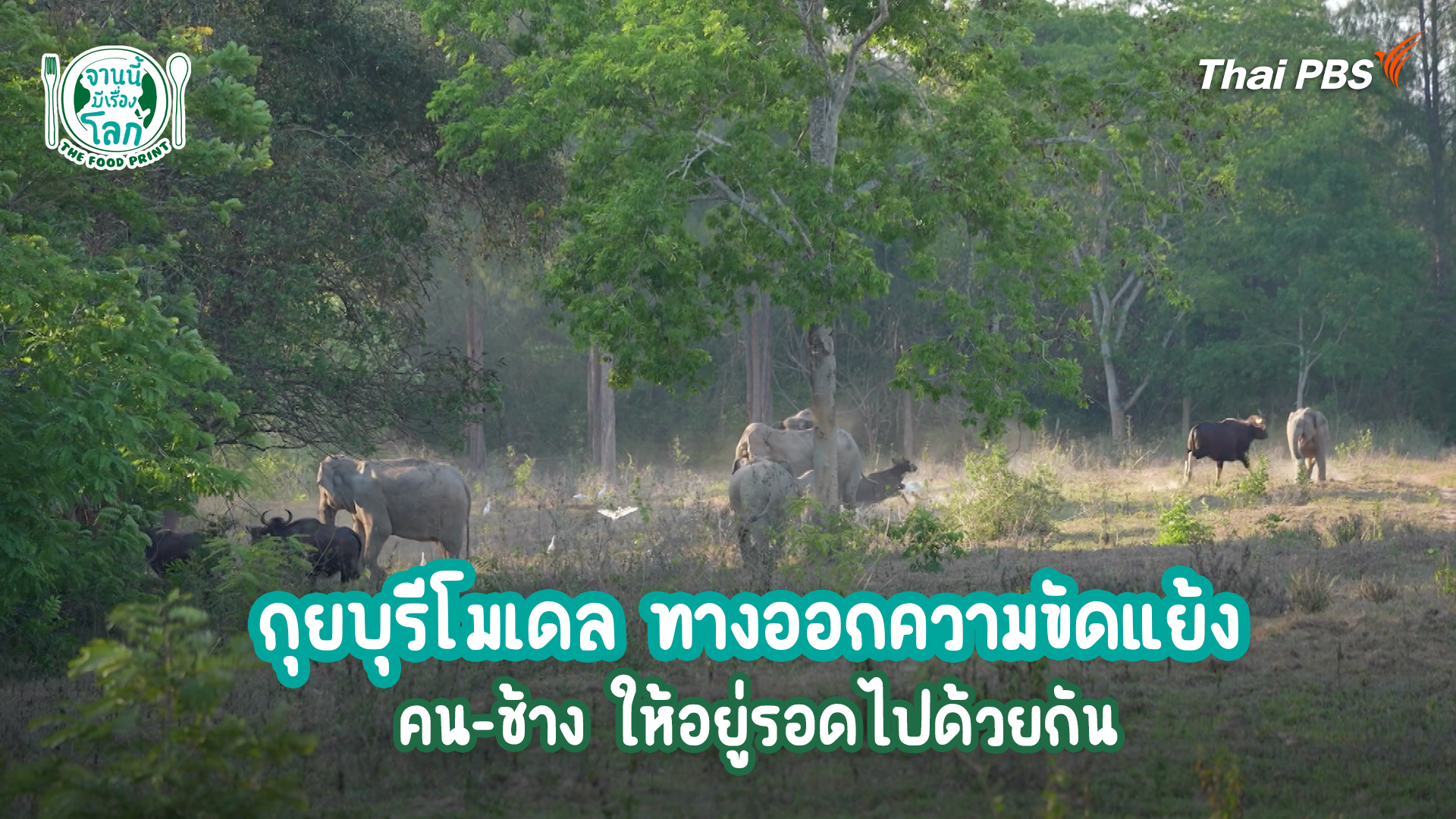 กุยบุรีโมเดล ทางออกความขัดแย้งคน - ช้าง ให้อยู่รอดไปด้วยกัน