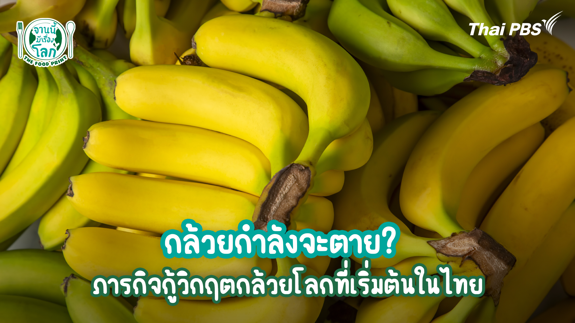 กล้วยกำลังจะตาย? ภารกิจกู้วิกฤตกล้วยโลกที่เริ่มต้นในไทย