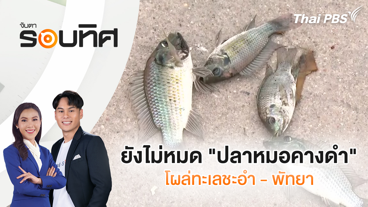 ยังไม่หมด "ปลาหมอคางดำ" โผล่ทะเลชะอำ - พัทยา