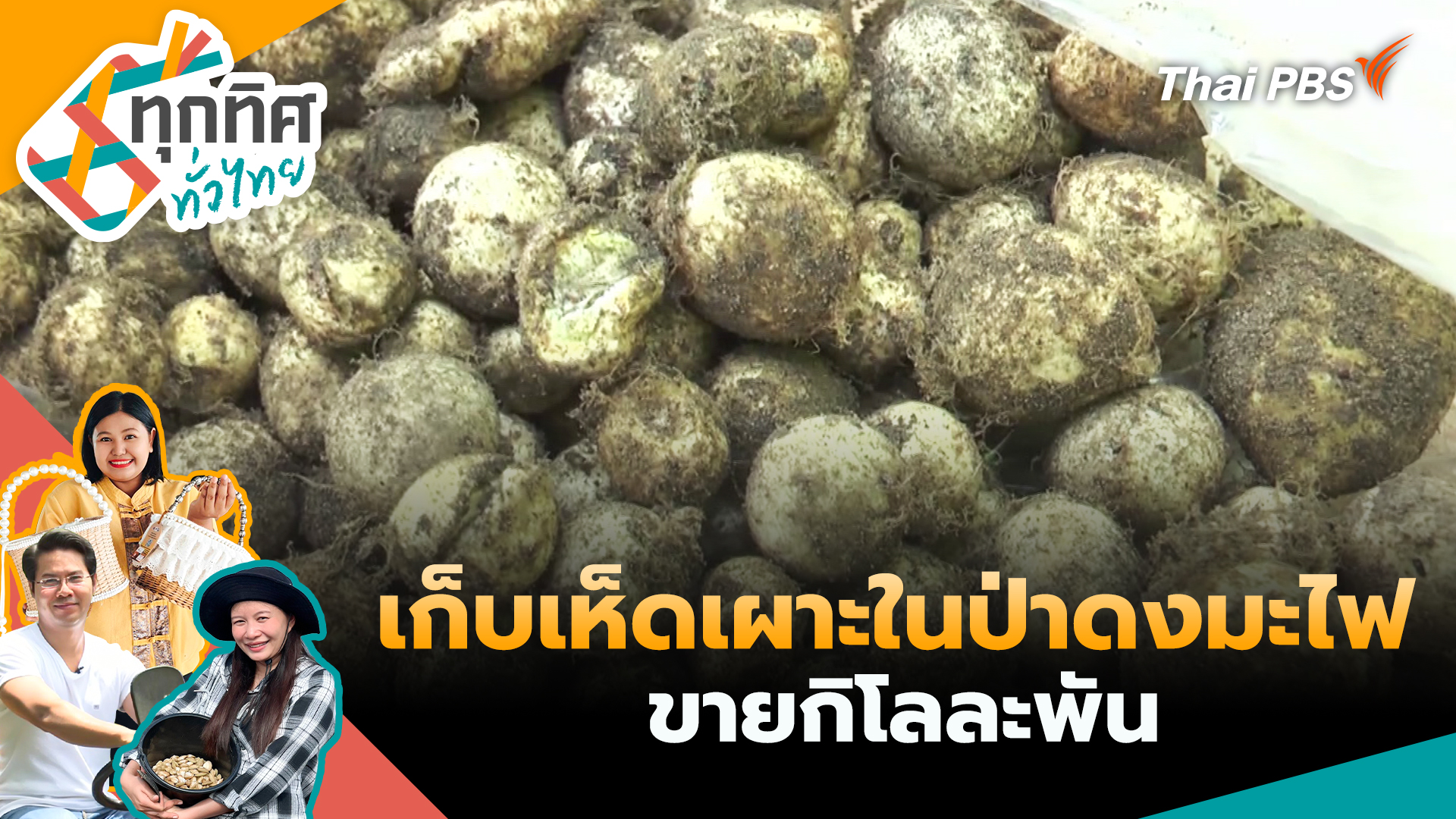 เก็บเห็ดเผาะในป่าดงมะไฟขายกิโลละพัน