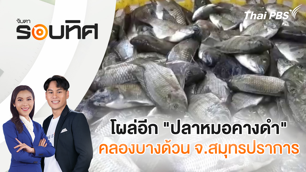 โผล่อีก "ปลาหมอคางดำ" คลองบางด้วน จ.สมุทรปราการ