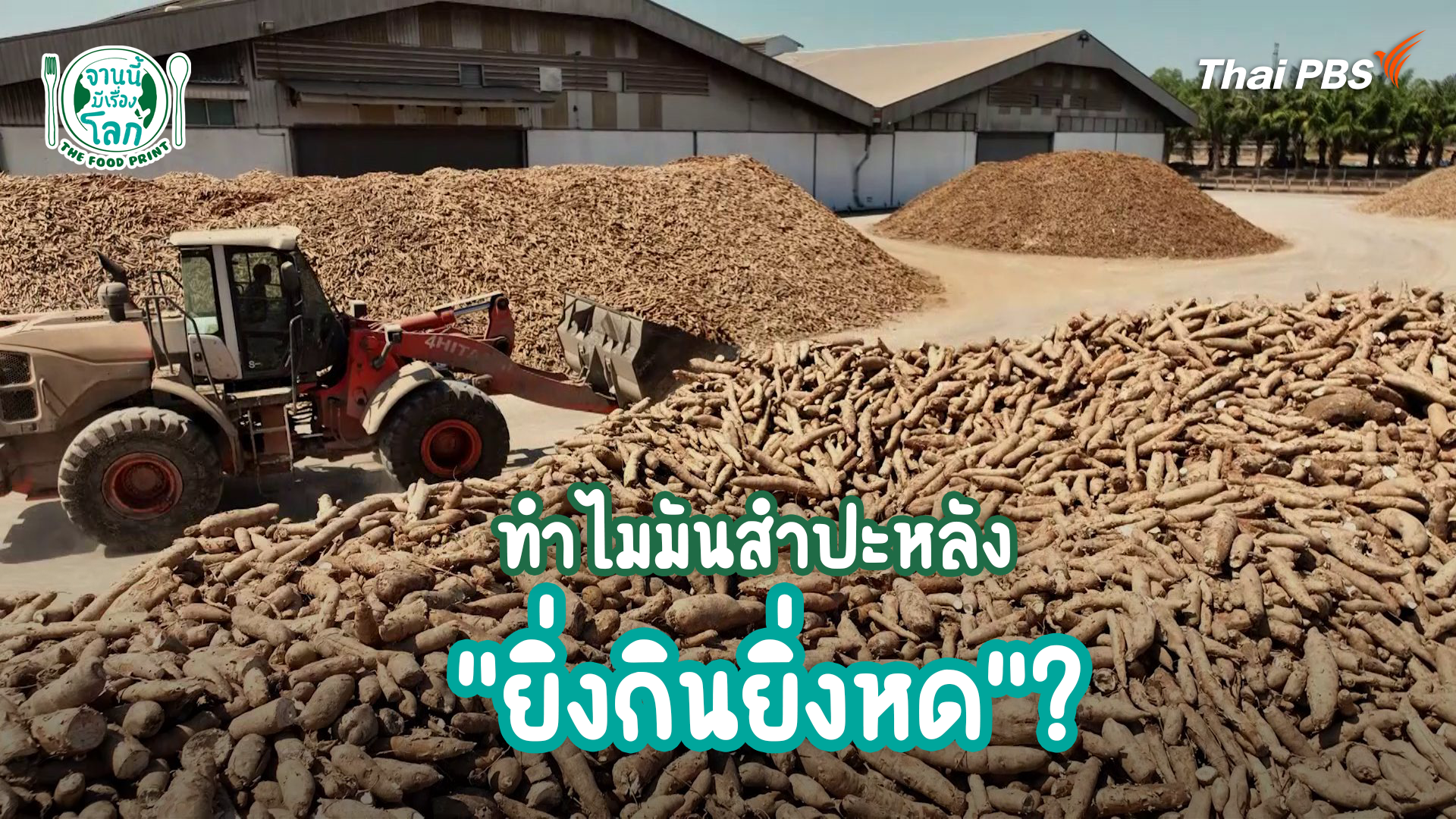 ทำไมมันสำปะหลัง "ยิ่งกินยิ่งหด"?
