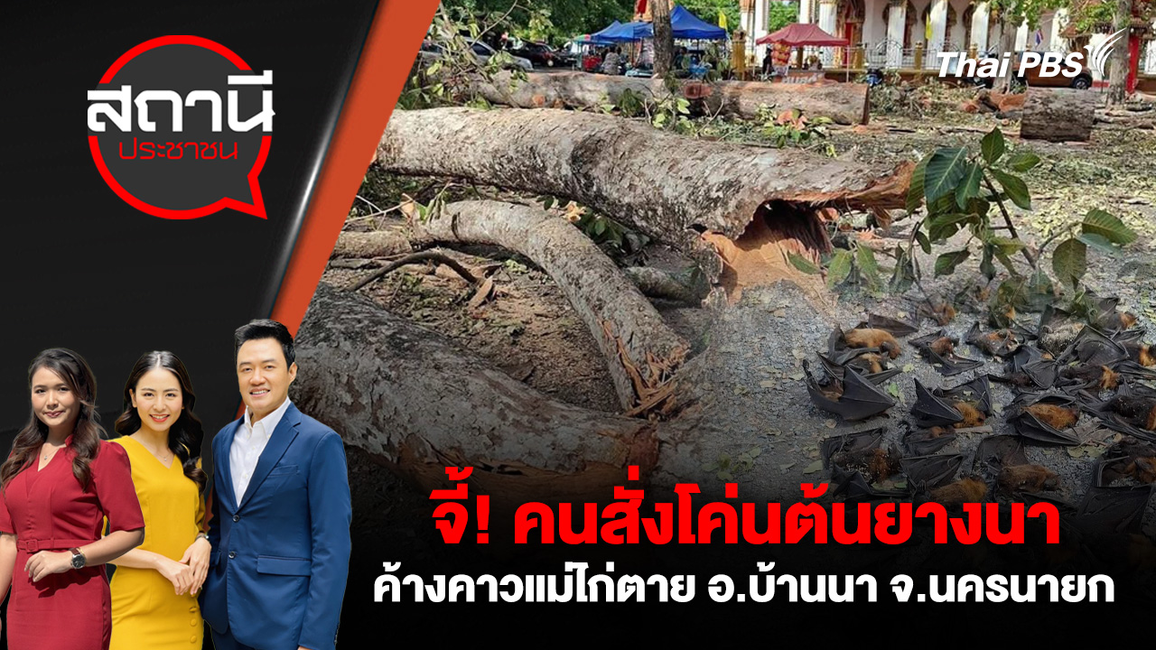 จี้! คนสั่ง โค่นต้นยางนา – ค้างคาวแม่ไก่ตาย อ.บ้านนา จ.นครนายก