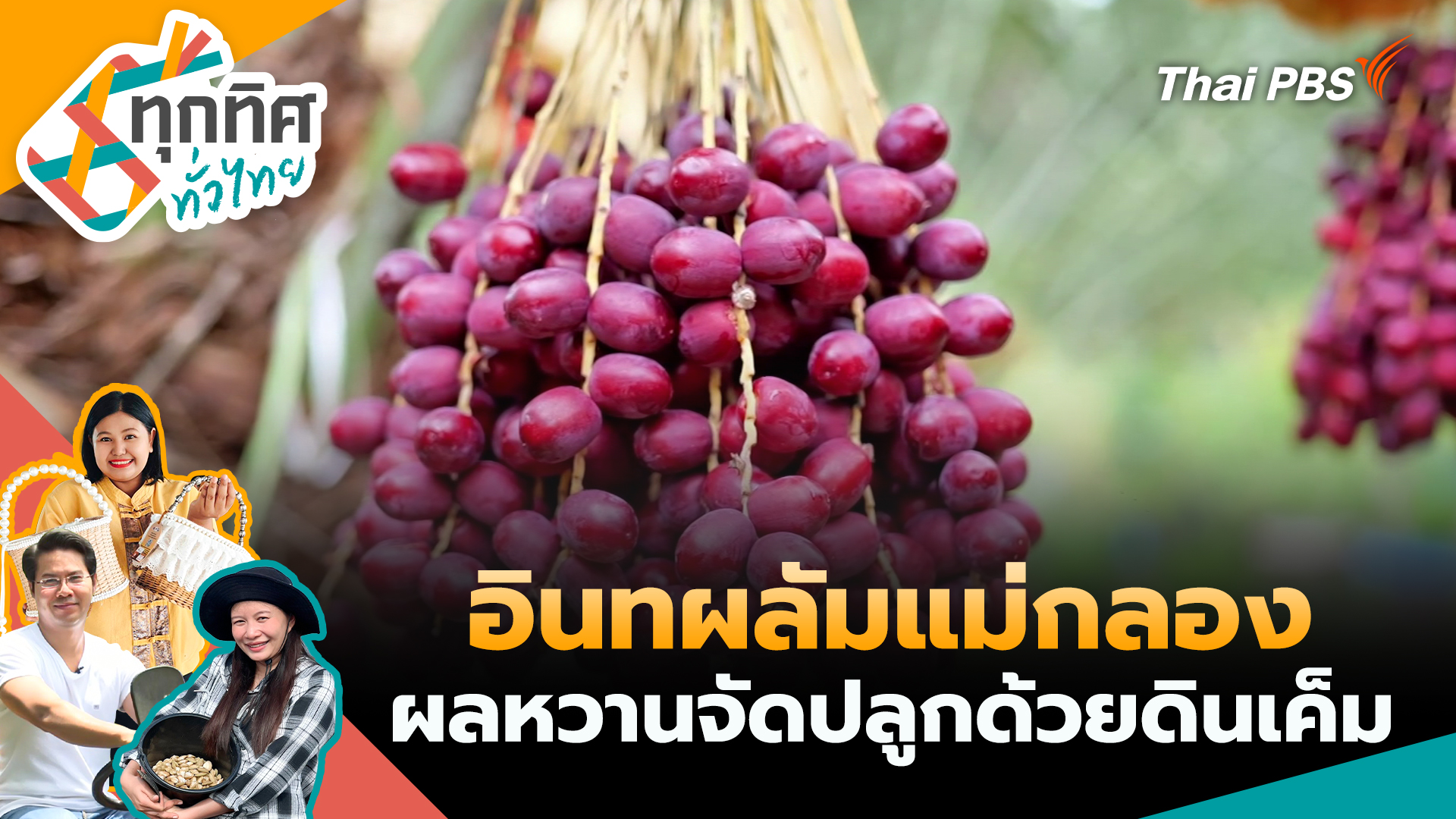 อินทผลัมแม่กลองผลหวานจัดปลูกด้วยดินเค็ม