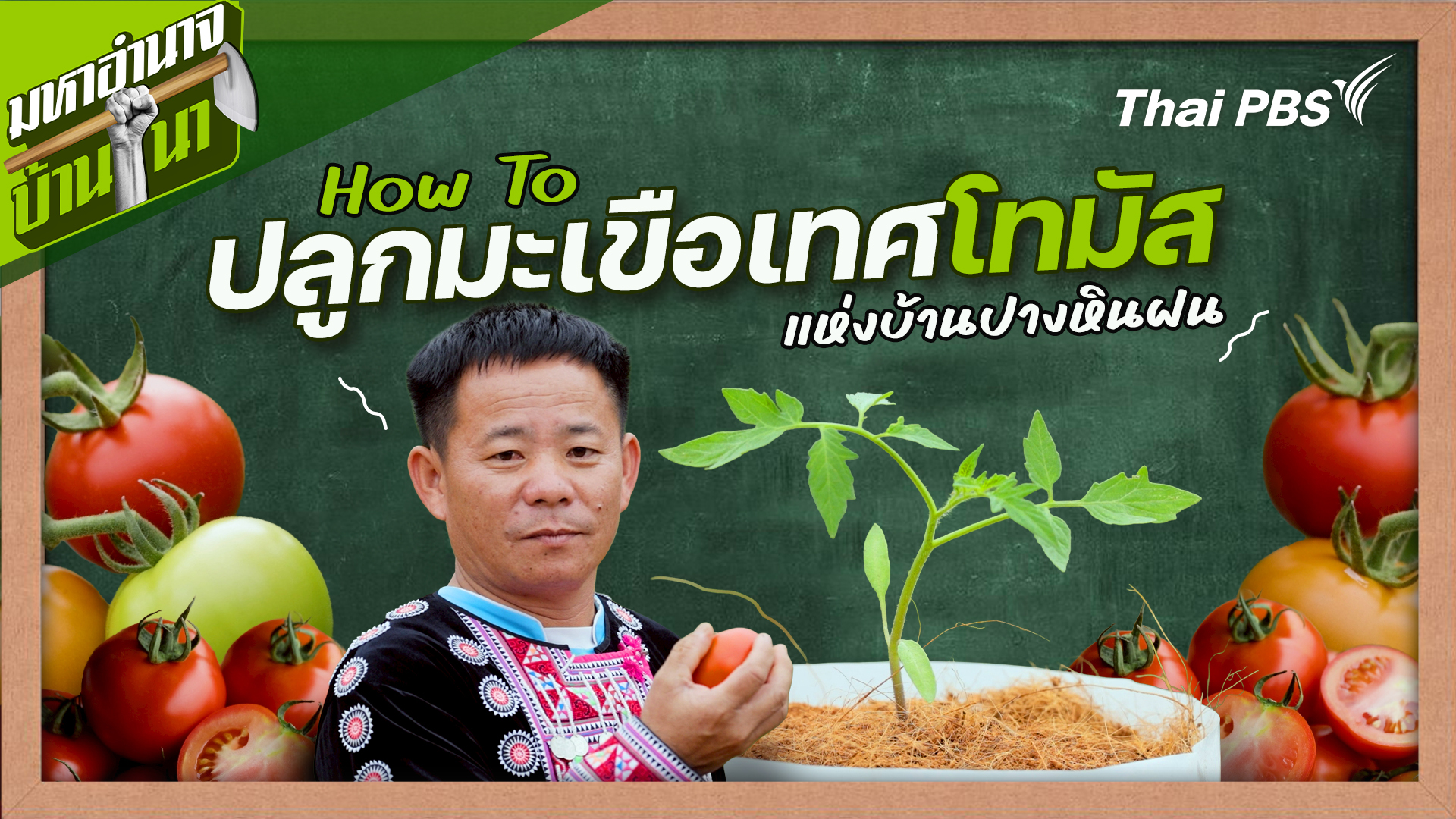 สูตรลับฉบับบ้านนา : How To ปลูกมะเขือเทศโทมัสแห่งบ้านปางหินฝน