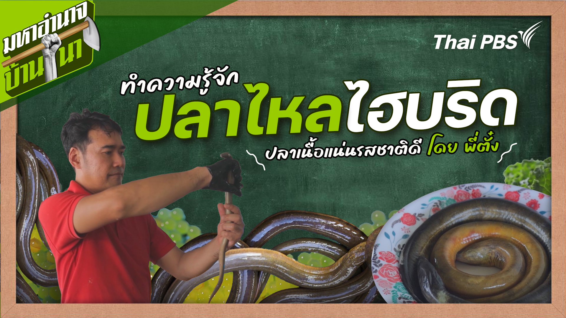 สูตรลับฉบับบ้านนา : ทำความรู้จักปลาไหลไฮบริด ปลาเนื้อแน่นรสชาติดี โดย พี่ตั๋ง