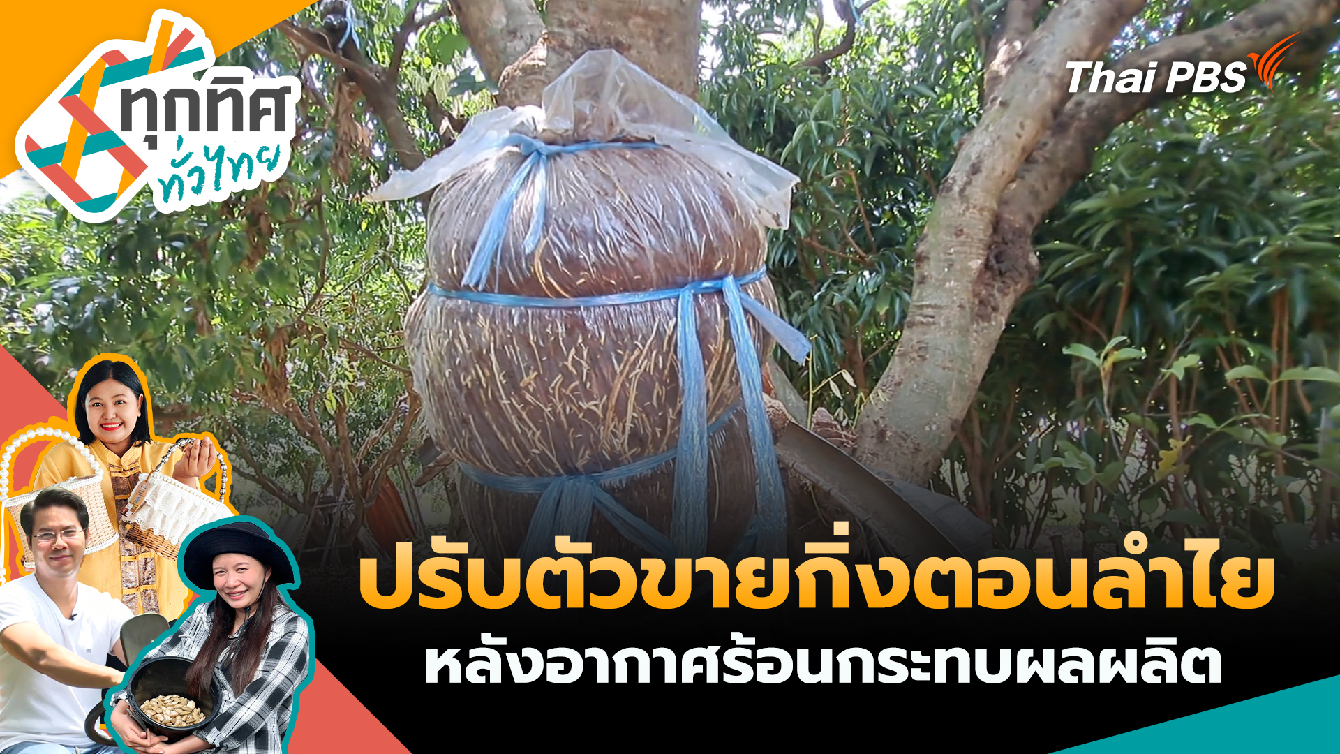 ปรับตัวขายกิ่งตอนลำไยหลังอากาศร้อนกระทบผลผลิต