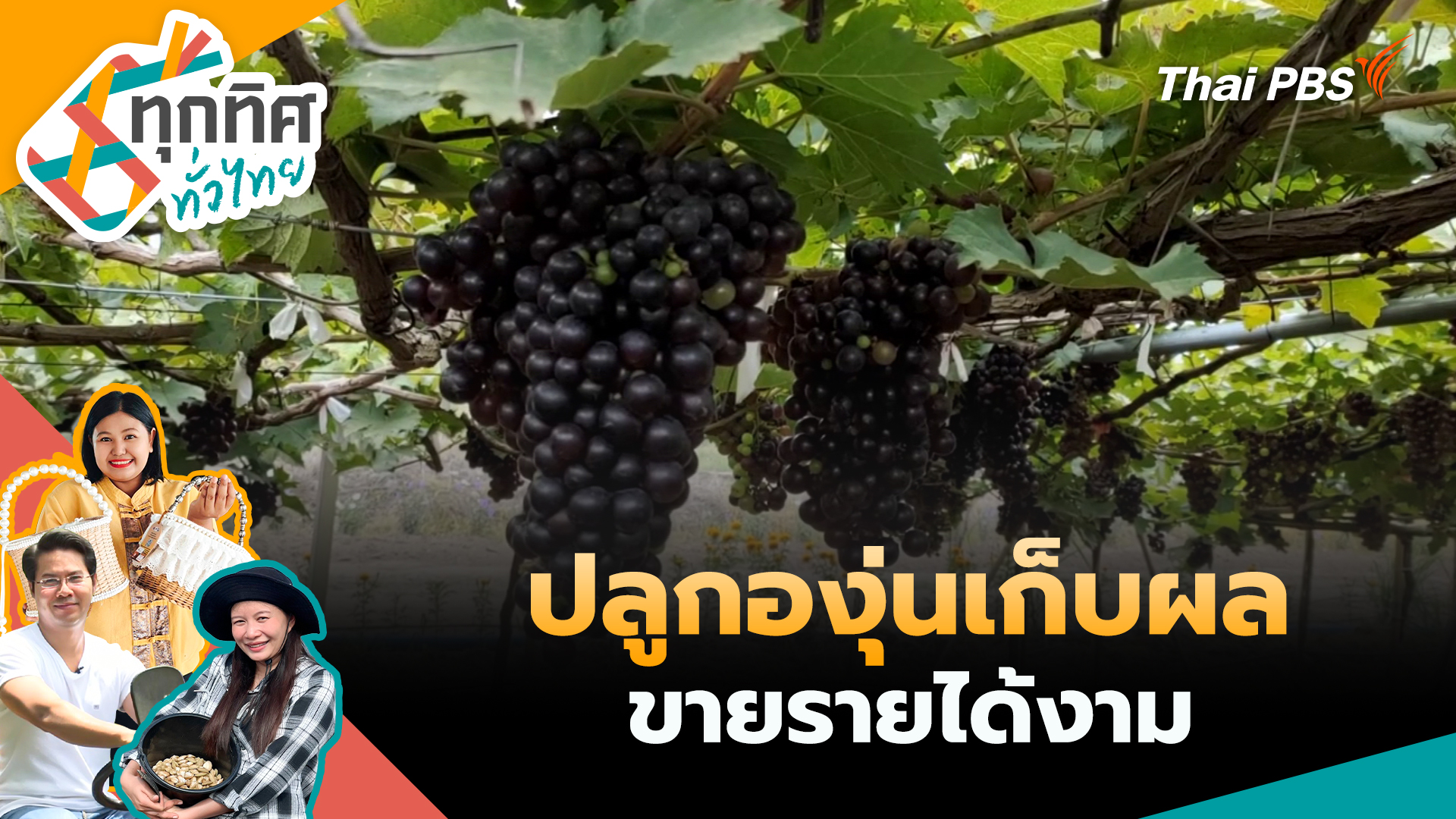 ปลูกองุ่นเก็บผลขายรายได้งาม