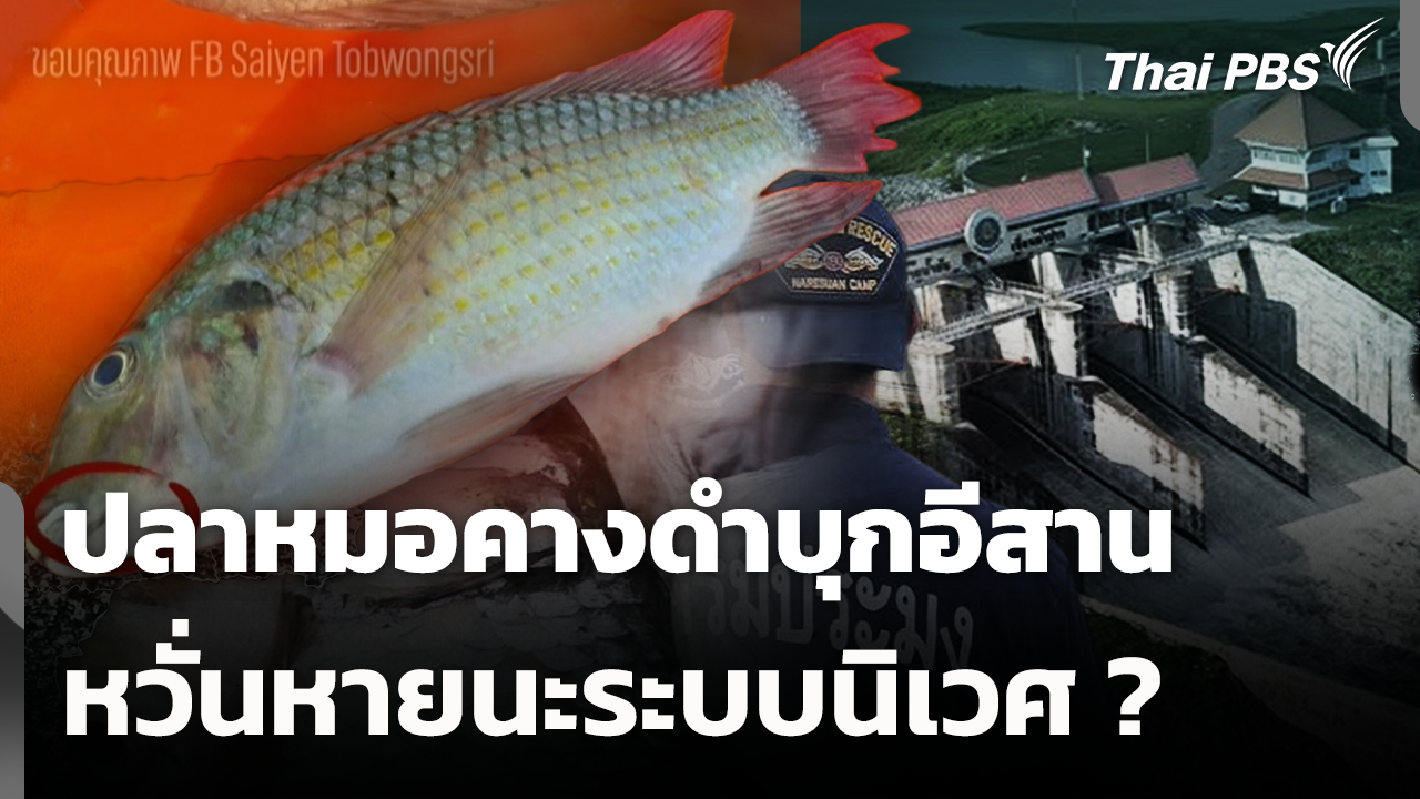 ปลาหมอคางดำบุกอีสาน หวั่นหายนะระบบนิเวศ ซ้ำรอย 19 จ.