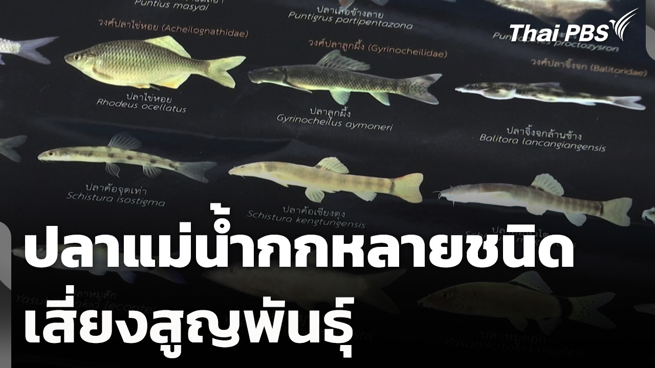 ปลาแม่น้ำกกหลายชนิดเสี่ยงสูญพันธุ์