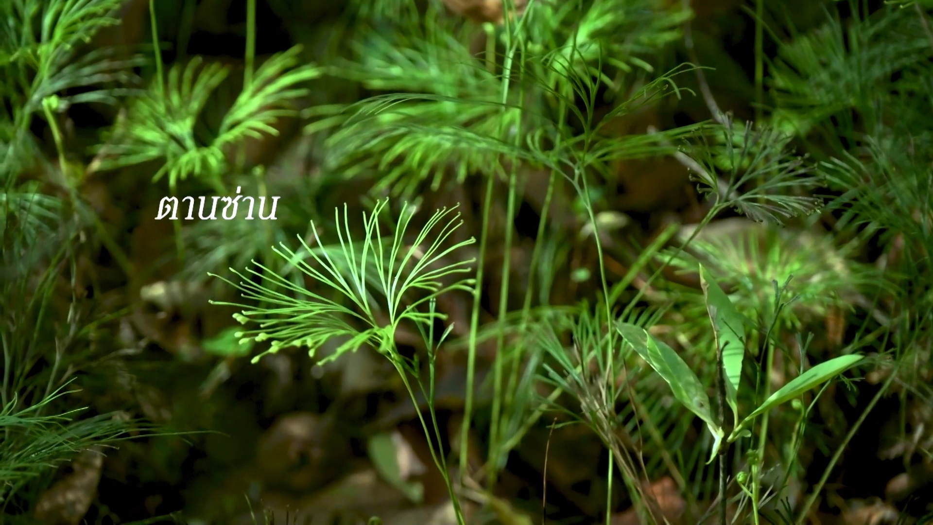 ตานซ่าน.png