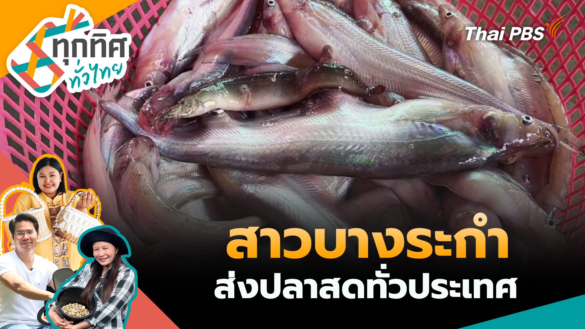 สาวบางระกำส่งปลาสดทั่วประเทศ