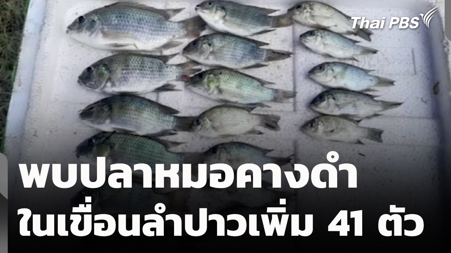 พบปลาหมอคางดำในเขื่อนลำปาวเพิ่ม 41 ตัว