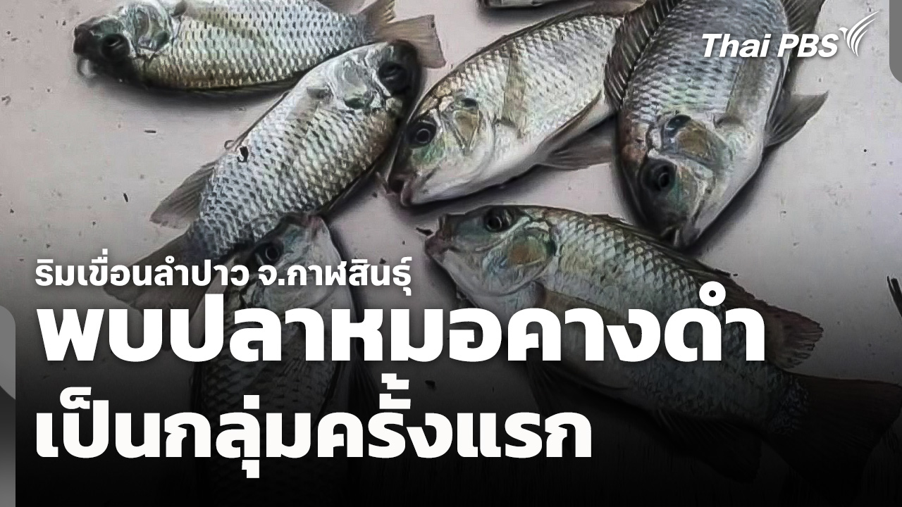 พบ "ปลาหมอคางดำ" เป็นกลุ่มครั้งแรกริมเขื่อนลำปาว จ.กาฬสินธุ์