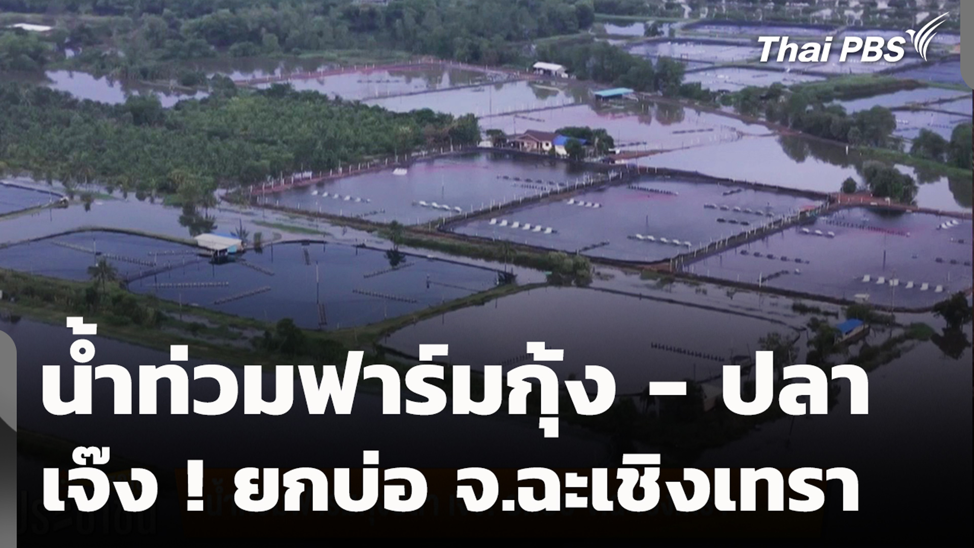 น้ำท่วมฟาร์มกุ้ง - ปลา เจ๊ง ! ยกบ่อ จ.ฉะเชิงเทรา