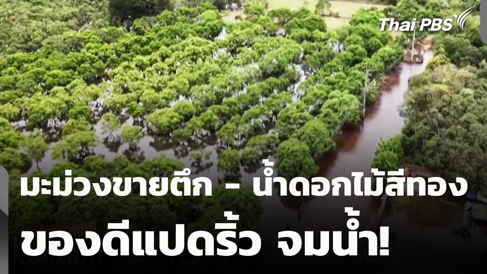 มะม่วงขายตึก - น้ำดอกไม้สีทอง ของดีแปดริ้ว จมน้ำ!