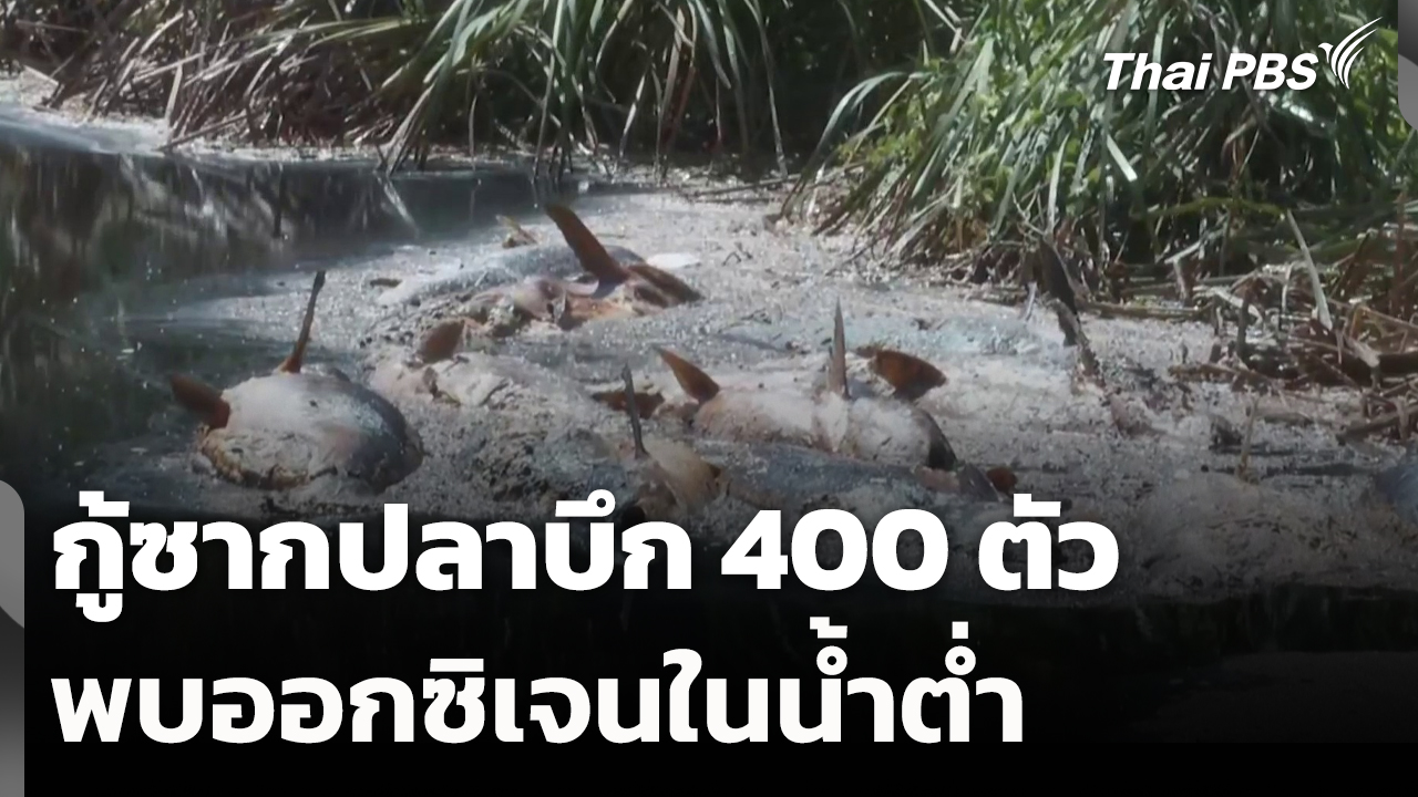 กู้ซากปลาบึก 400 ตัว พบออกซิเจนในน้ำต่ำ