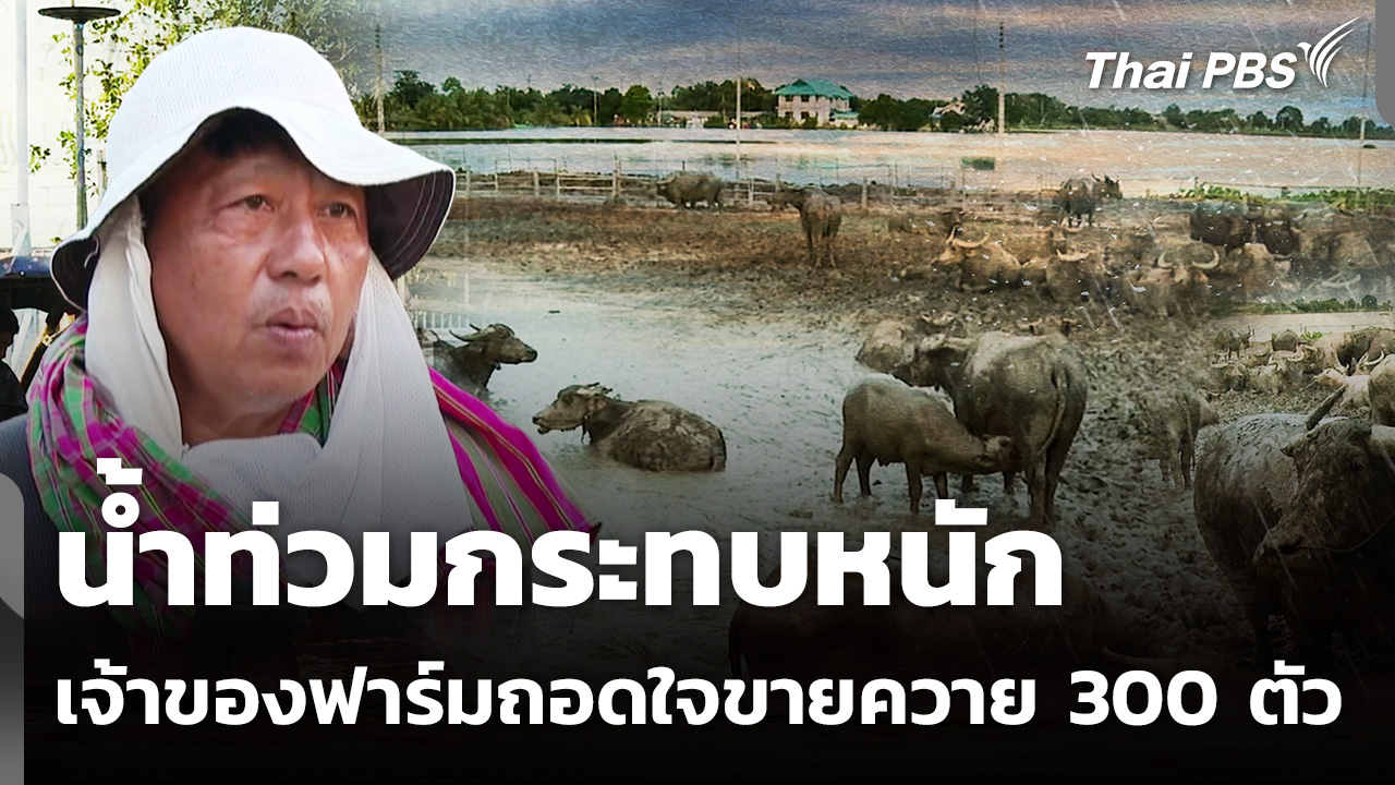 น้ำท่วมหนัก! เจ้าของฟาร์มถอดใจ ขายควาย 300 ตัว เสียหายกว่า 20 ล้าน