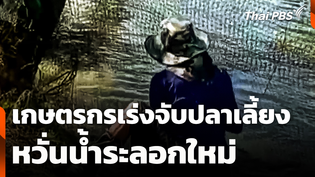 เกษตรกรเร่งจับปลาเลี้ยง หวั่นน้ำระลอกใหม่