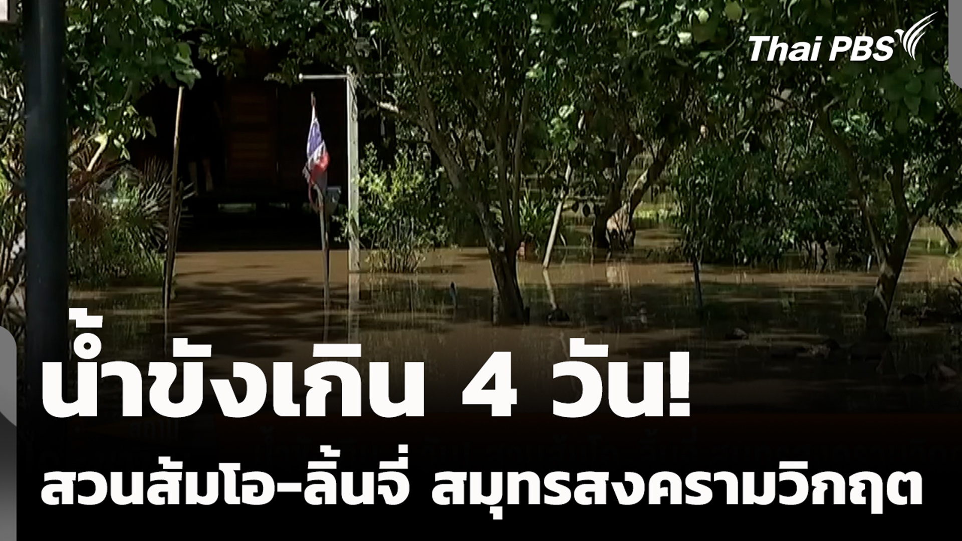 น้ำขังเกิน 4 วัน! สวนส้มโอ-ลิ้นจี่ สมุทรสงครามวิกฤต