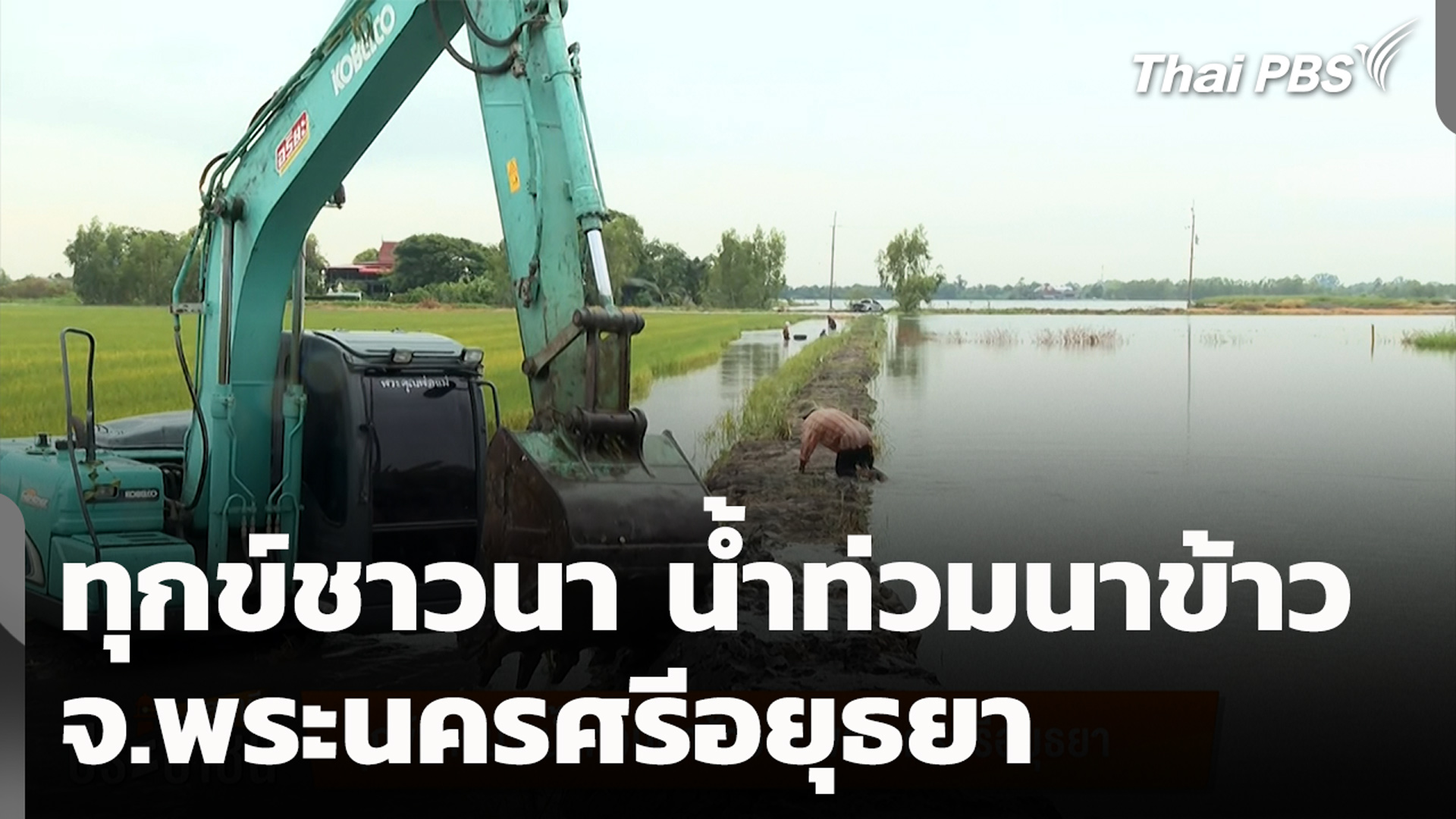 ทุกข์ชาวนา น้ำท่วมนาข้าว จ.พระนครศรีอยุธยา