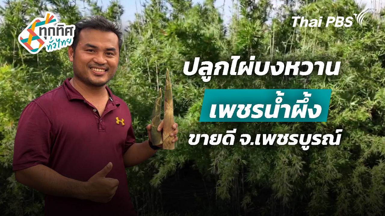 ปลูกไผ่บงหวานเพชรน้ำผึ้งขายดี จ.เพชรบูรณ์