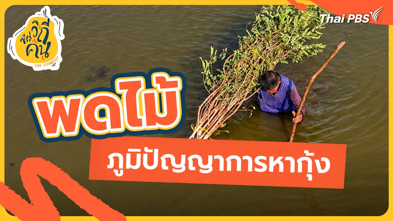 ช็อตเด็ด ซีรีส์วิถีคน : "พดไม้" ภูมิปัญญาการหากุ้ง