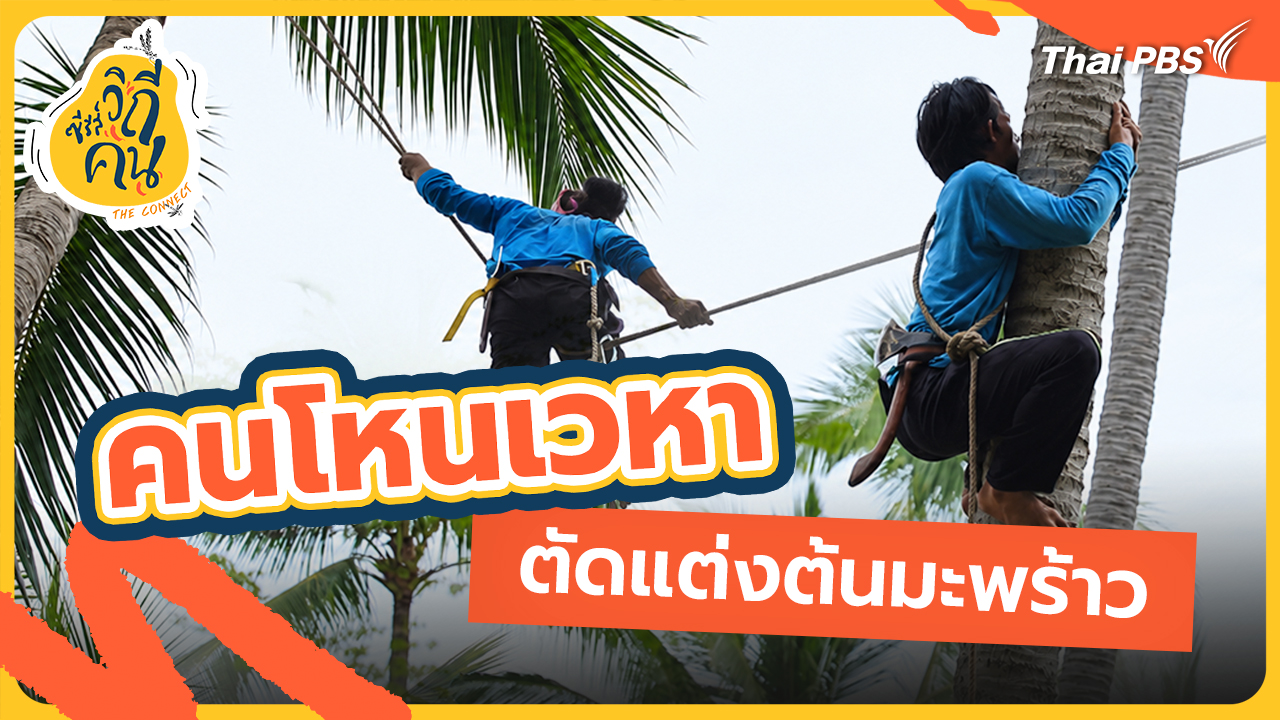 ช็อตเด็ด ซีรีส์วิถีคน : คนโหนเวหา ตัดแต่งต้นมะพร้าว