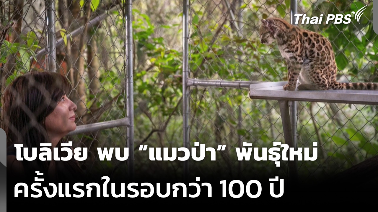 โบลิเวีย พบ “แมวป่า” พันธุ์ใหม่ ครั้งแรกในรอบกว่า 100 ปี
