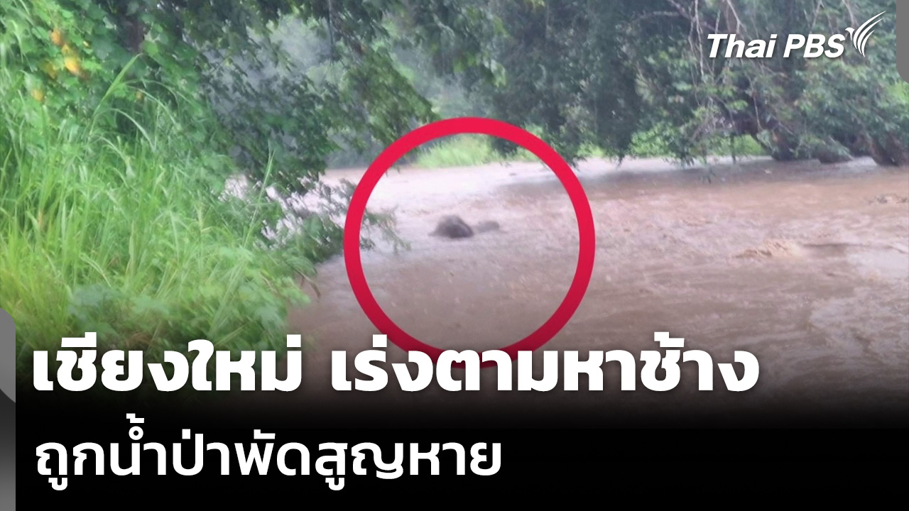 เชียงใหม่ เร่งตามหาช้าง ถูกน้ำป่าพัดสูญหาย