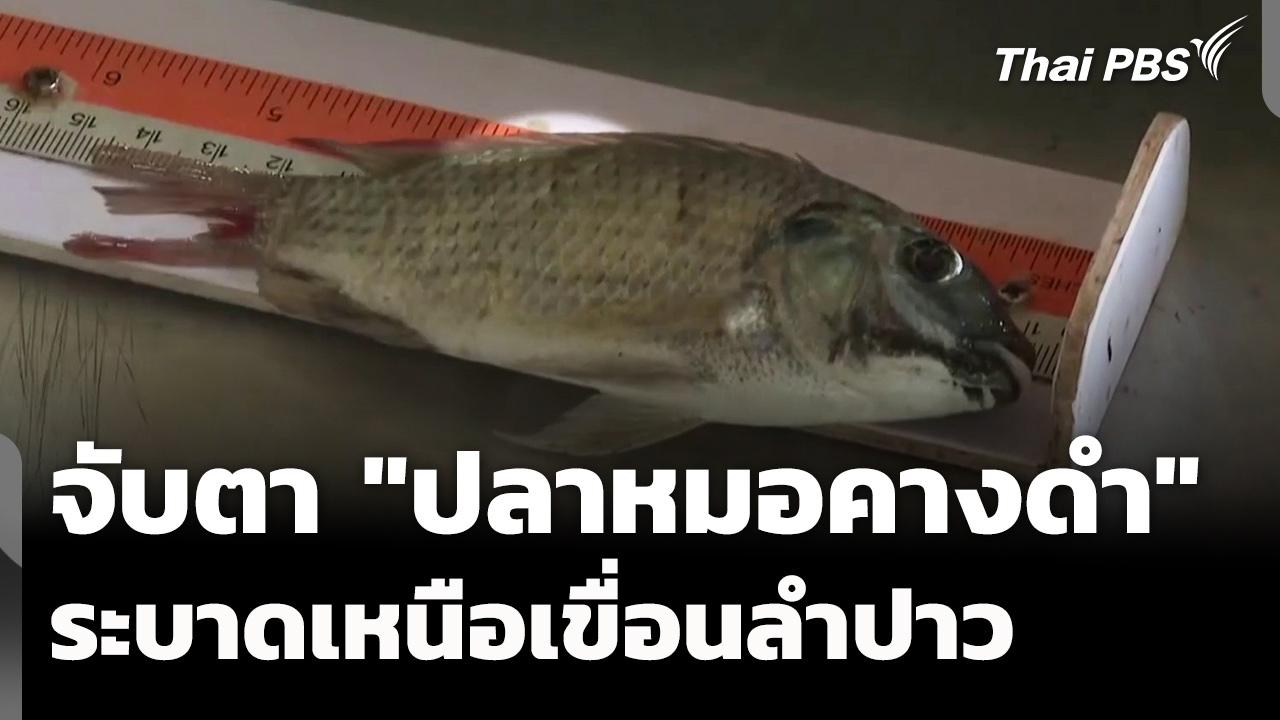 ชาวประมงกาฬสินธุ์ จับตา "ปลาหมอคางดำ" เหนือเขื่อนลำปาว