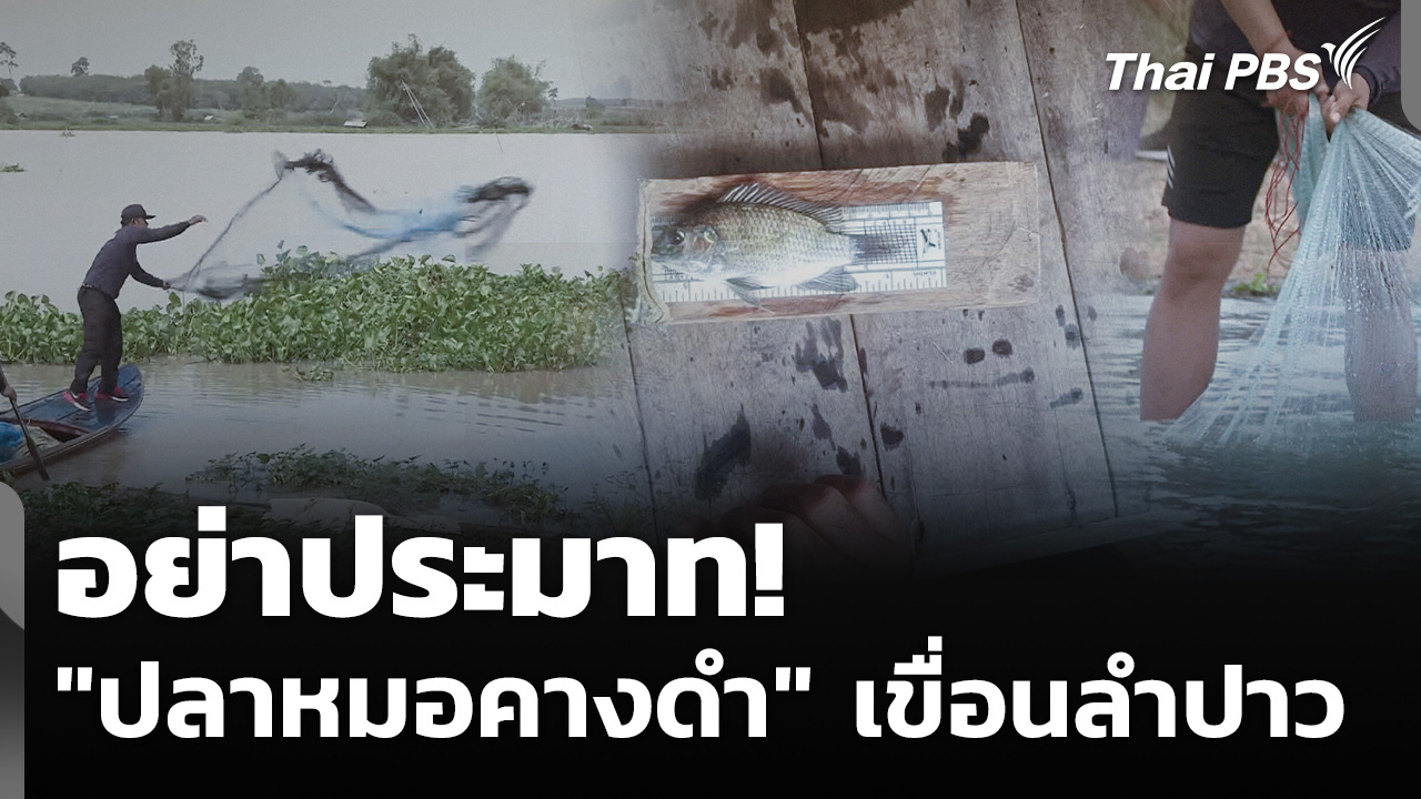 อย่าประมาท! "ปลาหมอคางดำ" เขื่อนลำปาว