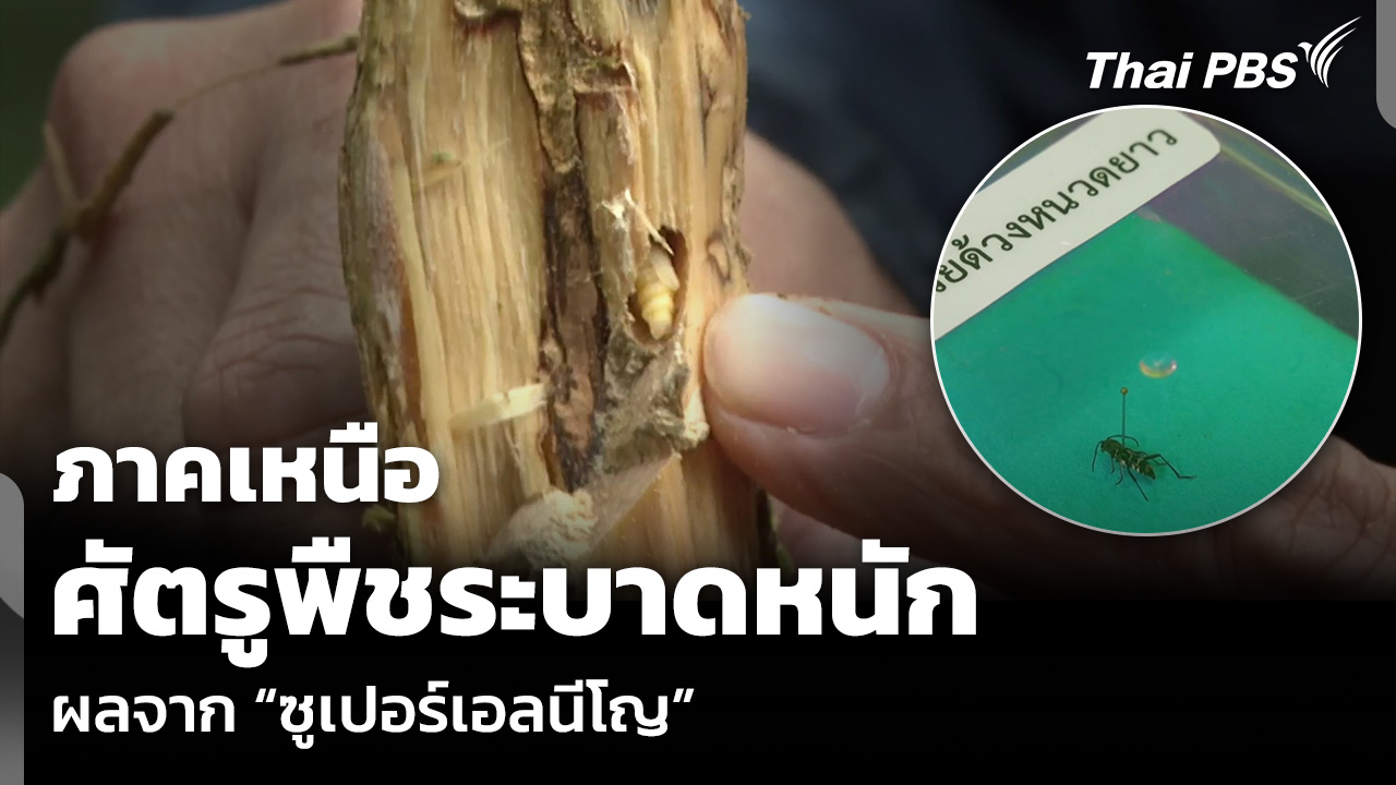 ภาคเหนือ ศัตรูพืชระบาดหนัก ผลจาก “ซูเปอร์เอลนีโญ”