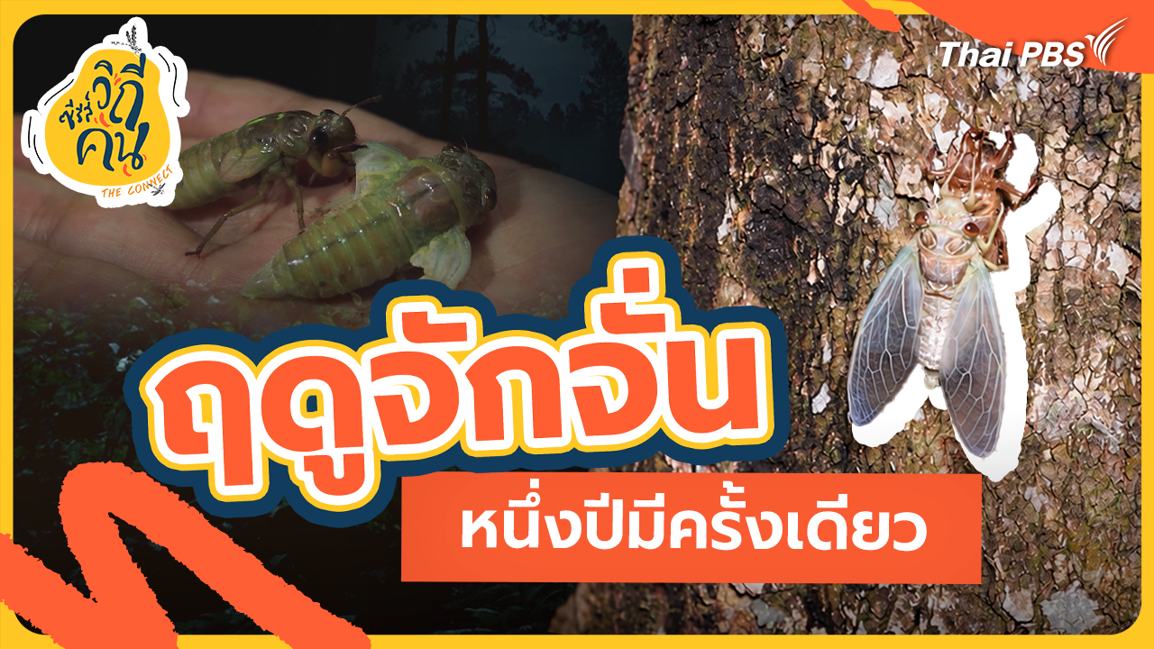ช็อตเด็กซีรีส์วิถีคน : ฤดูจักจั่น หนึ่งปีมีครั้งเดียว